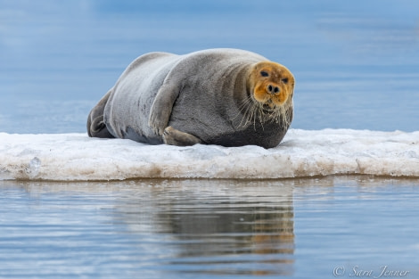 HDS04-22, Day 7, Bearded seal, Ymerbukta © Sara Jenner - Oceanwide Expeditions.jpg