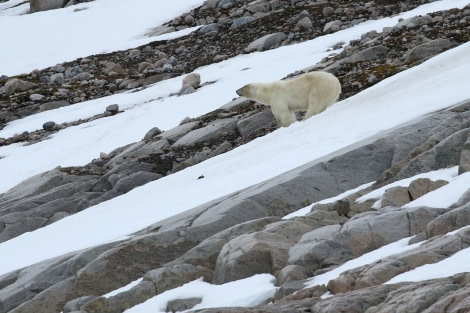 PLA04-22, Day 2, Polar bear, Smeerenburg © Unknown Photographer - Oceanwide Expeditions.jpg