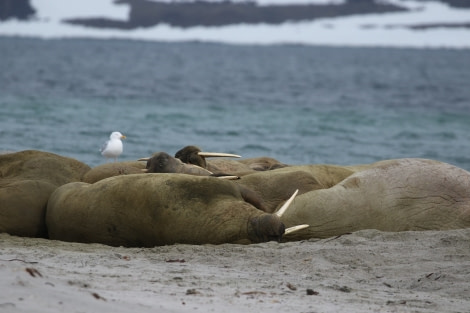 PLA04-22, Day 2, Walrus, Smeerenburg © Unknown Photographer - Oceanwide Expeditions.jpg