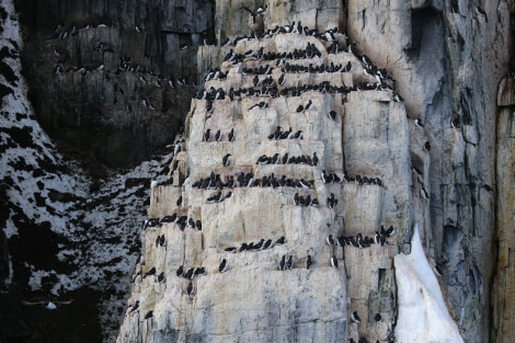 PLA04-22, Day 4, Zodiac cruising, Alkefjellet © Unknown Photographer - Oceanwide Expeditions.jpg