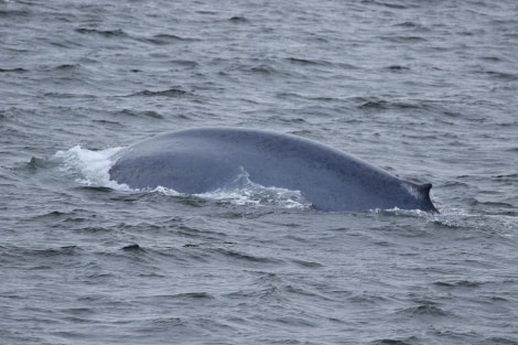 PLA04-22, Day 4, Zodiac cruising, Blue whale © Unknown Photographer - Oceanwide Expeditions.jpg