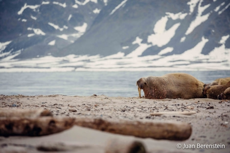 OTL05-22, Day 3 _Q9A3704 © Juan Martin Berenstein - Oceanwide Expeditions.jpg