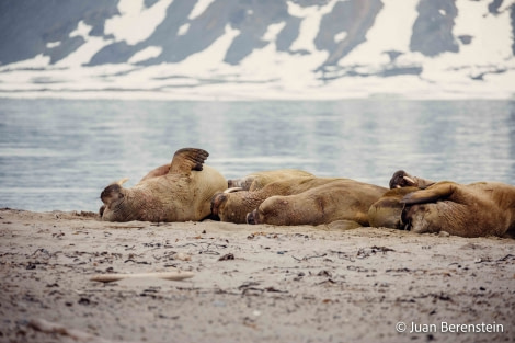 OTL05-22, Day 3 _Q9A3700 © Juan Martin Berenstein - Oceanwide Expeditions.jpg