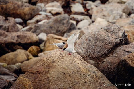 OTL05-22, Day 3 _Q9A3828 © Juan Martin Berenstein - Oceanwide Expeditions.jpg