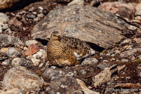 OTL05-22, Day 6 _Q9A4417 © Juan Martin Berenstein - Oceanwide Expeditions.jpg