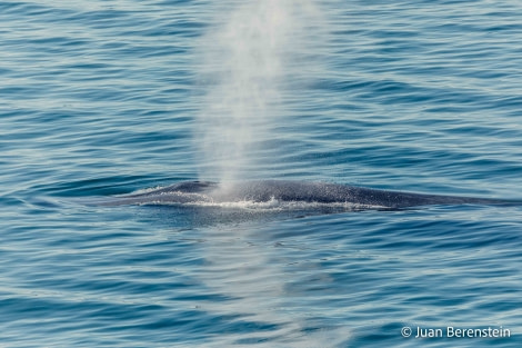 OTL05-22, Day 6 _Q9A4698 © Juan Martin Berenstein - Oceanwide Expeditions.jpg