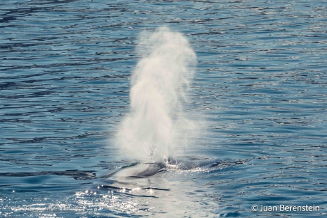 OTL05-22, Day 6 _Q9A4724 © Juan Martin Berenstein - Oceanwide Expeditions.jpg