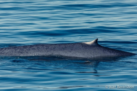 OTL05-22, Day 6 _Q9A4810 © Juan Martin Berenstein - Oceanwide Expeditions.jpg