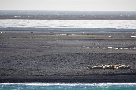 PLA05-22, Day 3, walrus on the beach © Unknown Photographer - Oceanwide Expeditions.jpg