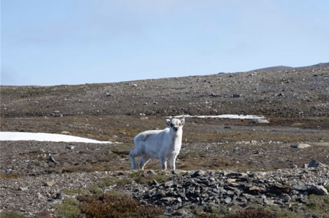 PLA05-22, Day 4, Reindeer © Unknown Photographer - Oceanwide Expeditions.jpg