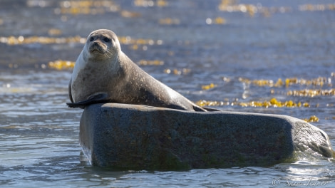 HDS05-22, Day 3, Harbour Seal © Sara Jenner - Oceanwide Expeditions.jpg