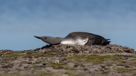 HDS05-22, Day 3, Red throated diver © Sara Jenner - Oceanwide Expeditions.jpg
