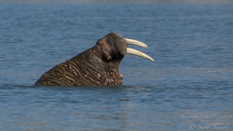 HDS05-22, Day 3, Walrus © Sara Jenner - Oceanwide Expeditions.jpg