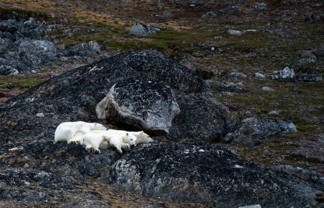 HDS05-22, Day 4, Fuglefjorden (2) © Laura Mony - Oceanwide Expeditions.jpg