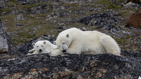 HDS05-22, Day 4, Polar bear and cub 1 © Sara Jenner - Oceanwide Expeditions.jpg