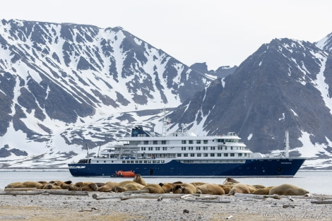 HDS05-22, Day 4, Smeerenburg- walrus 1 © Sara Jenner - Oceanwide Expeditions.jpg