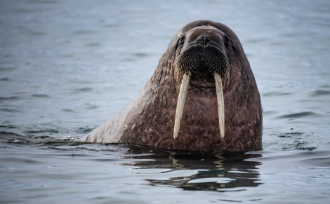 HDS05-22, Day 4, Smeerenburg- walrus 3 (2) © Laura Mony - Oceanwide Expeditions.jpg