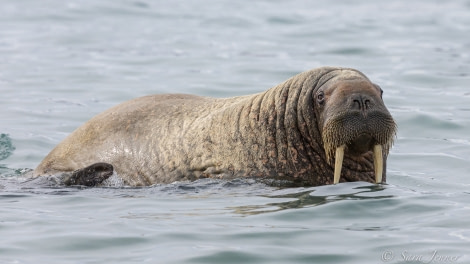 HDS05-22, Day 4, Smeerenburg- walrus 3 © Sara Jenner - Oceanwide Expeditions.jpg