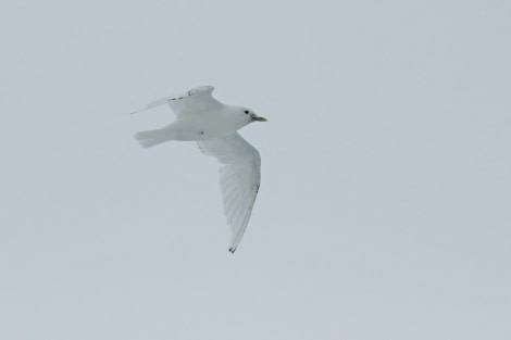 HDS05-22, Day 5, IvoryGull (2) © Unknown Photographer - Oceanwide Expeditions.jpg