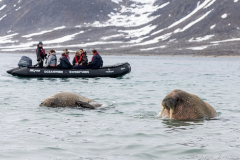 HDS05-22, Day 4, Smeerenburg- walrus 5 © Sara Jenner - Oceanwide Expeditions.jpg