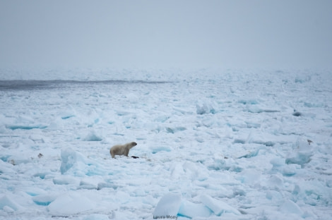 HDS05-22, Day 5, PolarBear (3) © Laura Mony - Oceanwide Expeditions.jpg