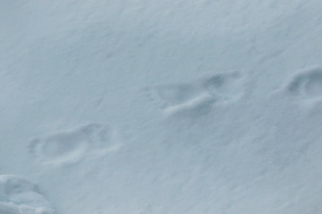 HDS05-22, Day 5, PolarBearTracks © Unknown Photographer - Oceanwide Expeditions.jpg