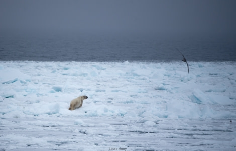 HDS05-22, Day 5, PolarBear © Laura Mony - Oceanwide Expeditions.jpg