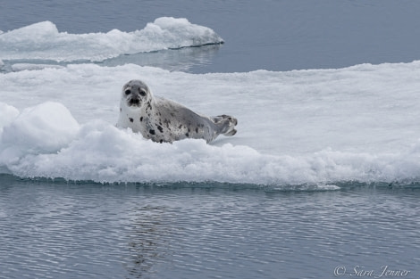 HDS05-22, Day 6, Harp Seal © Sara Jenner - Oceanwide Expeditions.jpg