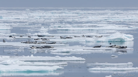 HDS05-22, Day 6, Harp Seal 1 © Sara Jenner - Oceanwide Expeditions.jpg