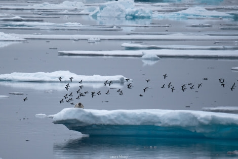 HDS05-22, Day 6, HoodedSeal © Laura Mony - Oceanwide Expeditions.jpg