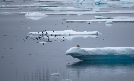 HDS05-22, Day 6, Hooded Seal © Laura Mony - Oceanwide Expeditions.jpg