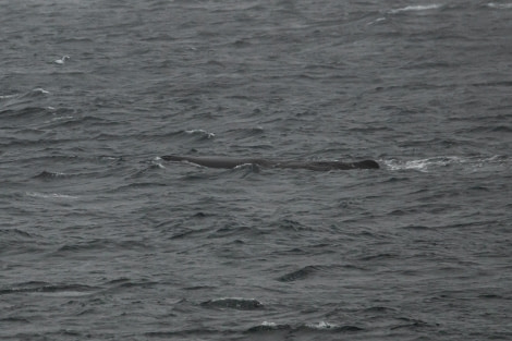 HDS05-22, Day 6, sperm whale28062022 © Unknown Photographer - Oceanwide Expeditions.jpg