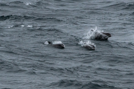 HDS05-22, Day 6, White beaked dolphins28062022 © Unknown Photographer - Oceanwide Expeditions.jpg