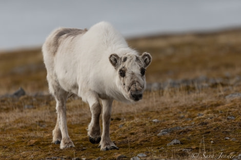 HDS05-22, Day 7, Reindeer 2 © Sara Jenner - Oceanwide Expeditions.jpg