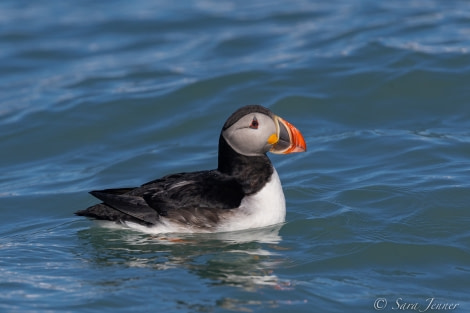 HDS05-22, Day 2, Puffin © Sara Jenner - Oceanwide Expeditions.jpg