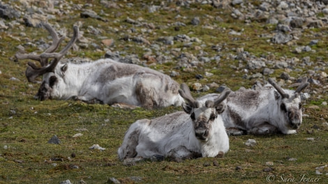 HDS05-22, Day 2, Reindeer © Sara Jenner - Oceanwide Expeditions.jpg