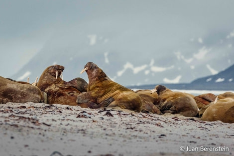 OTL06-22, Day 3, _Q9A5465 © Juan Martin Berenstein - Oceanwide Expeditions.jpg