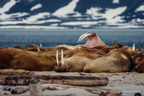 OTL06-22, Day 3, _Q9A5505 © Juan Martin Berenstein - Oceanwide Expeditions.jpg