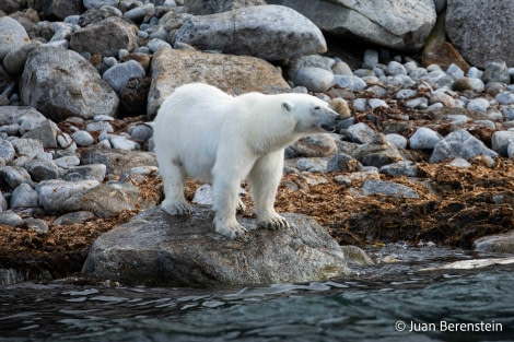 OTL06-22, Day 3, _Q9A5857 © Juan Martin Berenstein - Oceanwide Expeditions.jpg