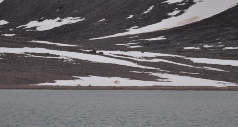 PLA06-22, Day 3, Polar bear at Alicehamna © Unknown Photographer - Oceanwide Expeditions.jpg
