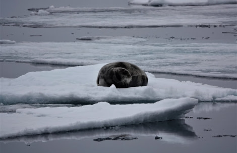 PLA06-22, Day 5, Bearded seal in the pack ice © Unknown Photographer - Oceanwide Expeditions.jpg