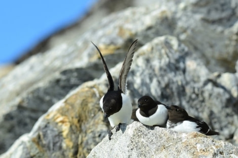 OTL07-22, Day 3, Little Auks, Fuglesongen © Unknown Photographer - Oceanwide Expeditions.jpg