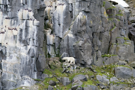 OTL07-22, Day 6, Polar bear, Alkefjellet © Michelle van Dijk - Oceanwide Expeditions.jpg