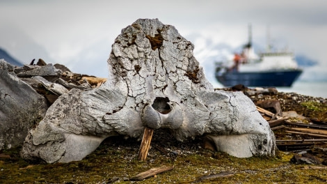 OTL07-22, Day 8, Beluga whale bones at Gåshamna © Unknown Photographer - Oceanwide Expeditions.jpg