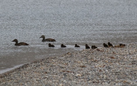 OTL07-22, Day 9, Common eider duck family at Recherchefjorden © Unknown Photographer - Oceanwide Expeditions.jpg