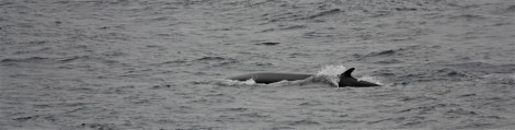 PLA07-22, Day 2, Fin whale © Unknown Photographer - Oceanwide Expeditions.jpg