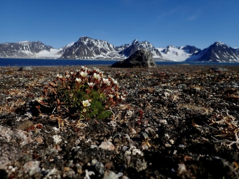 PLA07-22, Day 2, Scurvy grass, Smeerenburg © Unknown Photographer - Oceanwide Expeditions.jpg