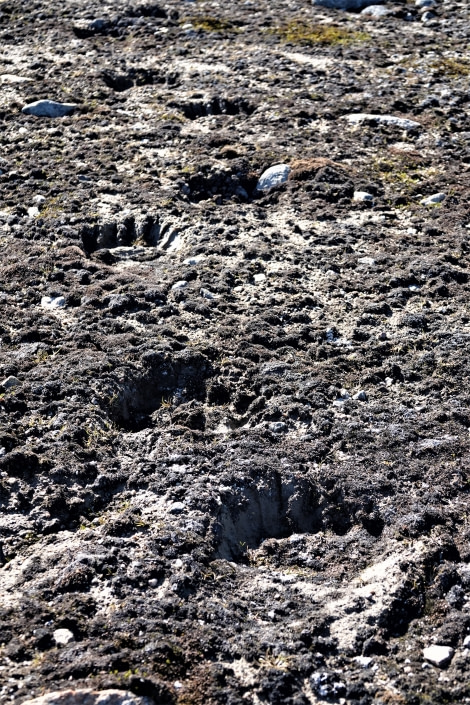 PLA07-22, Day 2, Polar bear footprint, Smeerenburg © Unknown Photographer - Oceanwide Expeditions (2).JPG