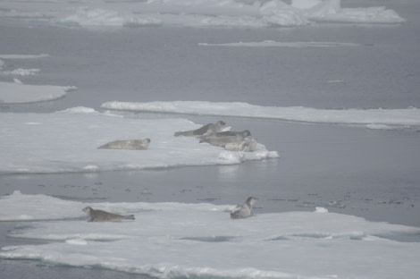 PLA07-22, Day 3, Harp seals on the Pack ice © Unknown Photographer - Oceanwide Expeditions (2).JPG