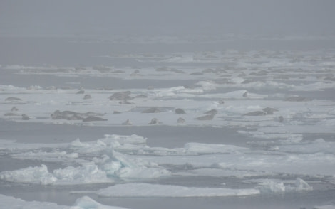 PLA07-22, Day 3, Harp seals on the Pack ice © Unknown Photographer - Oceanwide Expeditions.jpg